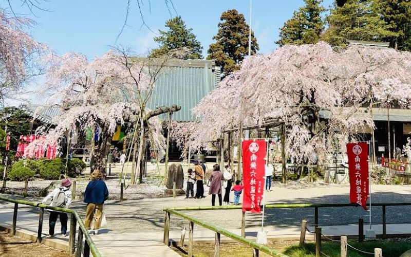 推薦行程！ Cherry Blossoms Image